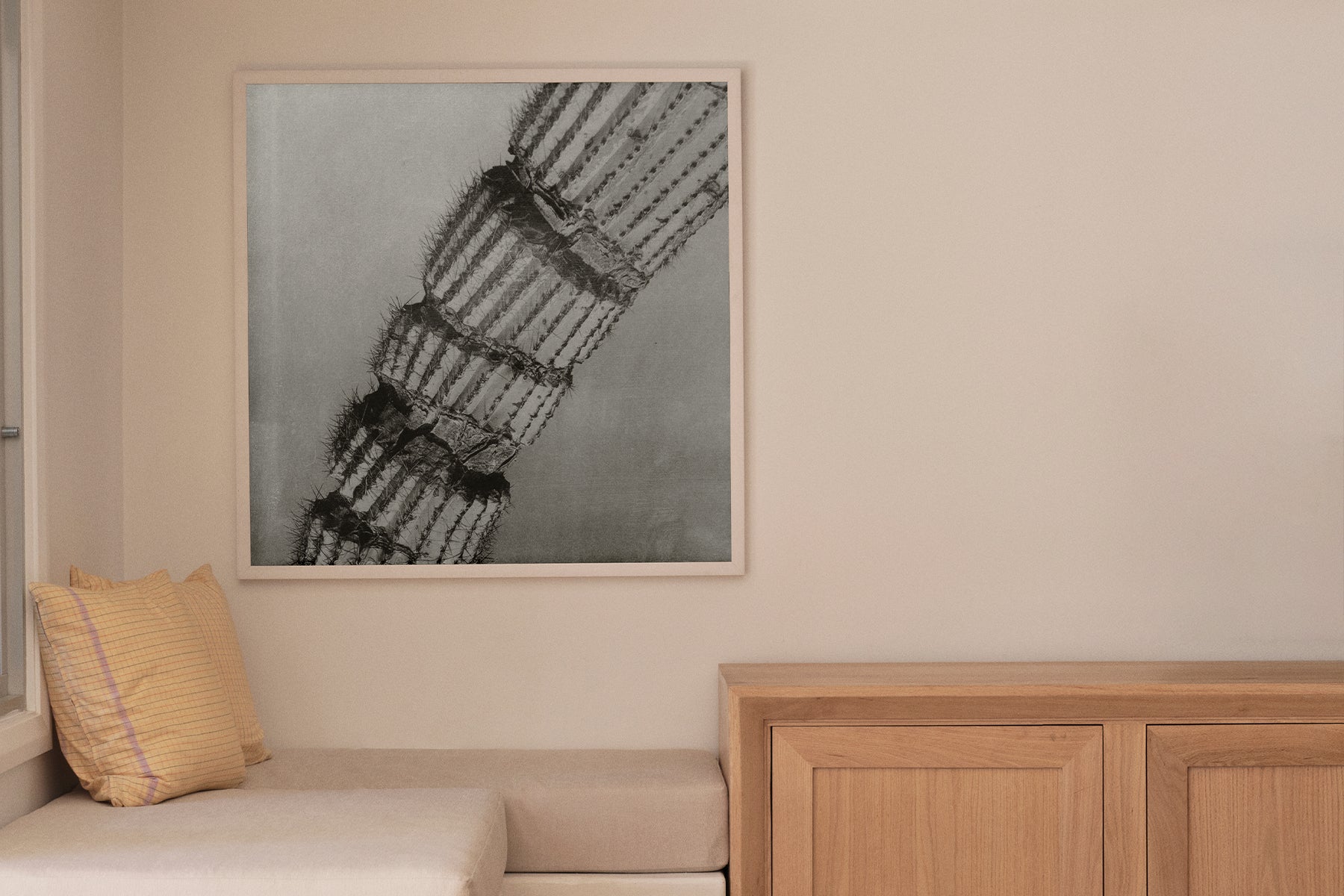 Cacti Series - The Cactus Spine