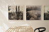 Cacti Series - Cactus Tunnel